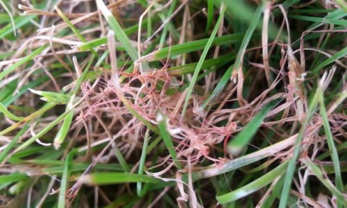 How to prevent turf diseases