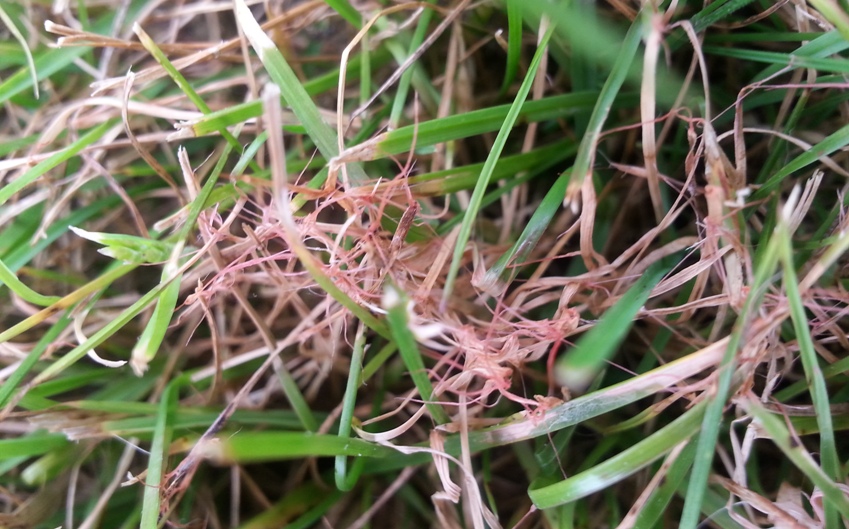 How to prevent turf diseases