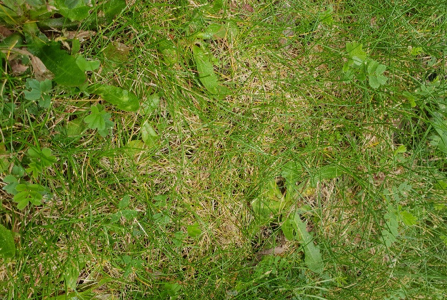 Maintain your lawn and avoid thatch!