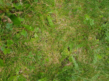 Maintain your lawn and avoid thatch!