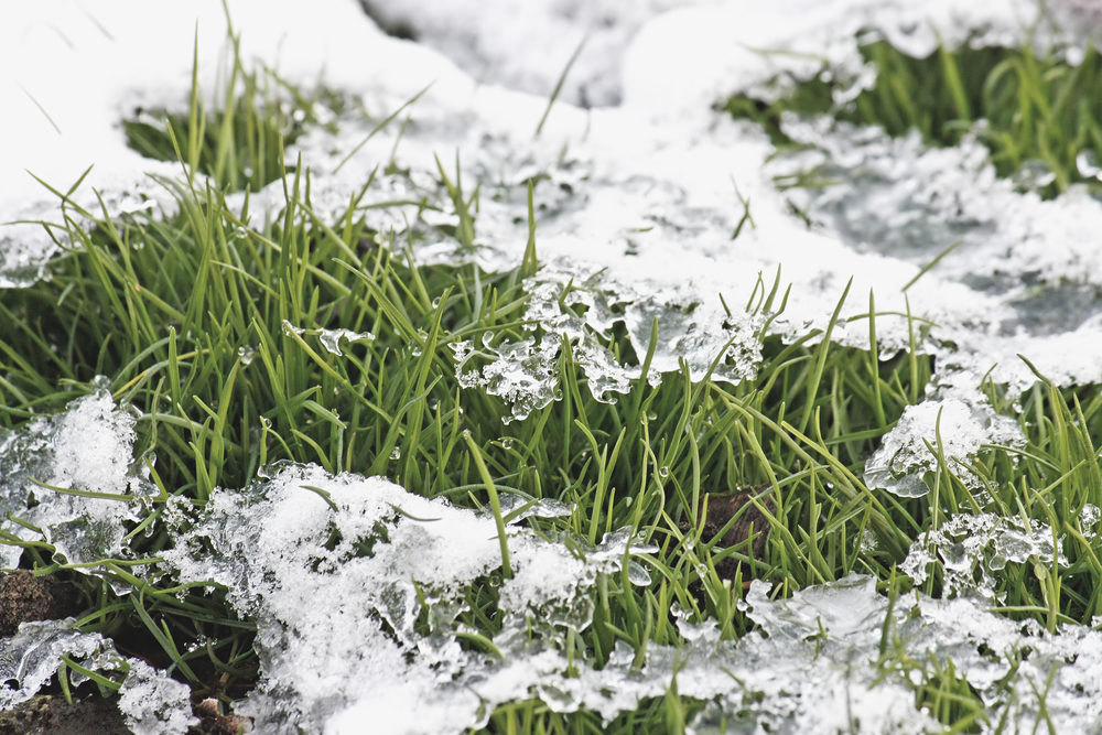 gazononderhoud in de herfst om winterklaar te maken