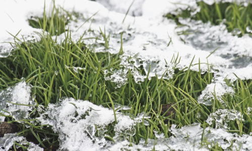 Grass maintenance: Five tips to get it through the winter!