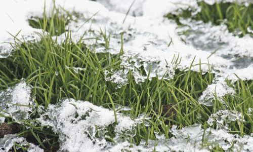 gazononderhoud in de herfst om winterklaar te maken