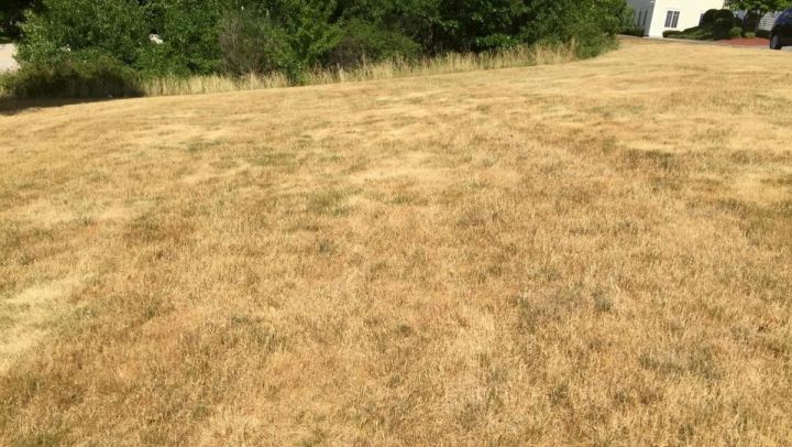 Maintaining your lawn in summer