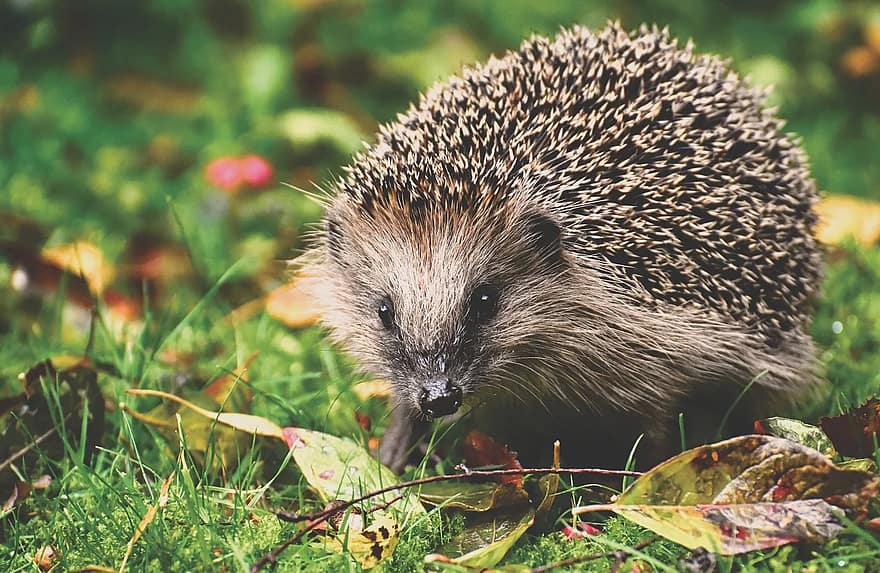 Robotic lawn mowers hedgehogs: what risks? - Belrobotics - Belrobotics