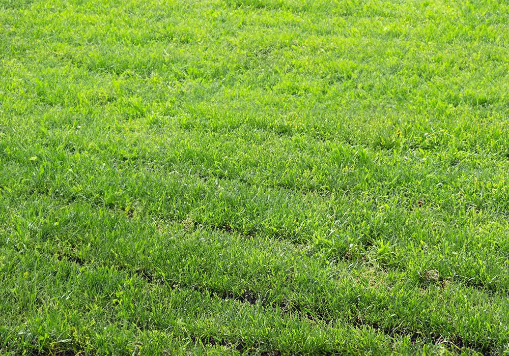 Grünflächen mit einem Mähroboter düngen: ein gesunder Rasen ohne Filz
